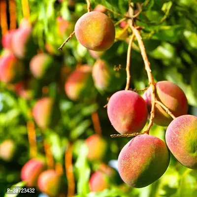 Ukanda Mango Plant Honey mango plant-thumb2