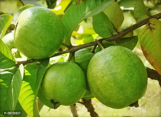 Ukanda Guava Plant Arka Mridula Guava Plant-thumb2