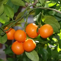 Ukanda Orange Plant Rare Sweet Mandarin Orange-thumb1