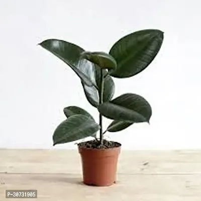 Ukanda Rubber Tree Rubber Plant Tree, Rubber Plant Ficus elastica (Small) - Plant Garden Live Plant Nursery Indoor Outdoor Living Plants-thumb0