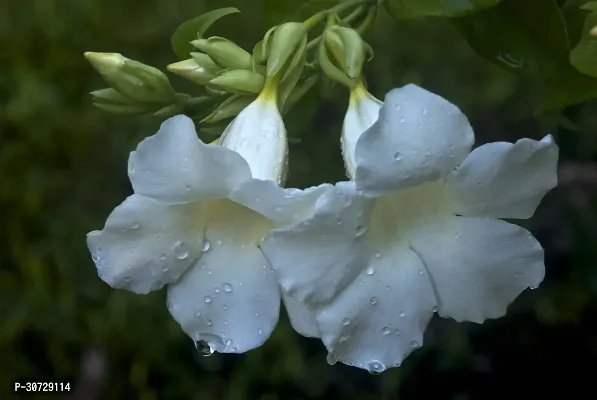 Ukanda Thunberjia Plant white AllamandaThunbergia Erectawhite trumpet Vine evergreen winewhiteSkyflower-thumb0