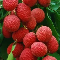 Ukanda Litchi Plant Sweet Litchi 1.5ft HealthyFresh Short Time Fruit Plant with Polly Bag-thumb1