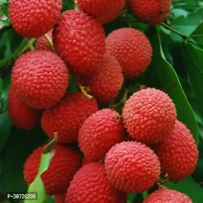 Ukanda Litchi Plant Sweet Litchi 1.5ft HealthyFresh Short Time Fruit Plant with Polly Bag-thumb2