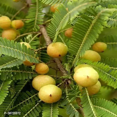 Ukanda Amla Plant Grafted Live Amla Indian Gooseberry Phyllanthus Emblica Nelli Amlika Usiri 1 Live Plant