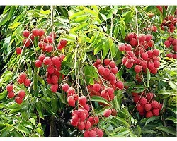 Ukanda Litchi Plant Thailand Litchi-thumb1