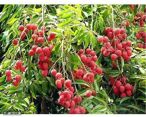 Ukanda Litchi Plant Thailand Litchi-thumb2