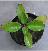 Ukanda Bryophyllum PinnatumPatharchatta Plant patthar chatta (kalanchoe pinnata)-thumb2