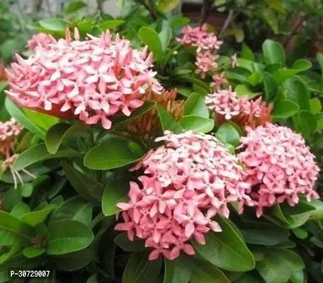 Ukanda Trothic IxoraChethi Plant Ixora Dwarf Pink Live Plant 1 Healthy Live Plant With Plastic Bags-thumb0