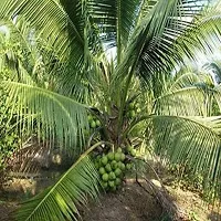 Ukanda Coconut Plant Badami Coconut Hybrid Plant For Outdoor Garden-thumb1