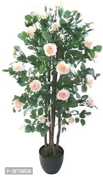 Ukanda Rose Plant FORD-AK-1171-thumb0