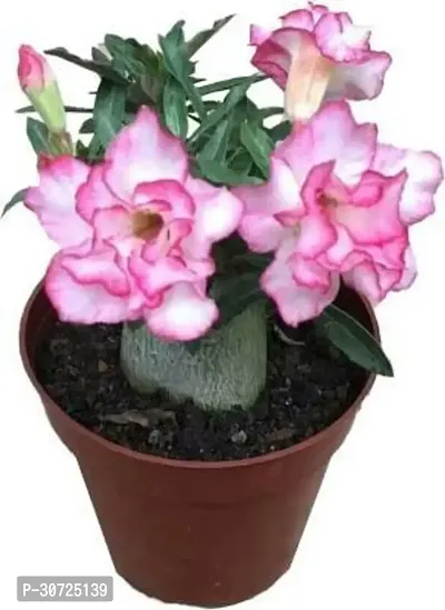 Ukanda Adenium Plant Adenium Plant With Pot-thumb0