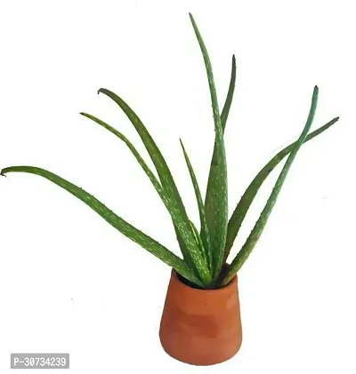 Ukanda Aloe Vera Plant Aloe vera47-thumb0