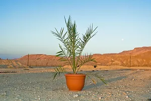 Ukanda ZZ Plant Date Palm Fruit Plant-thumb2