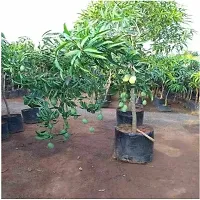 Ukanda Mango Plant Amrapali Sweet Grafted Mango Plant Height 2Ft - 2.6Ft (pack of 1)-thumb2