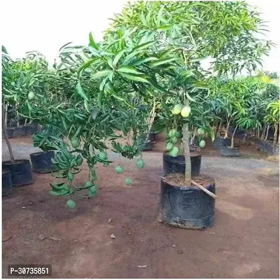 Ukanda Mango Plant Amrapali Sweet Grafted Mango Plant Height 2Ft - 2.6Ft (pack of 1)-thumb3