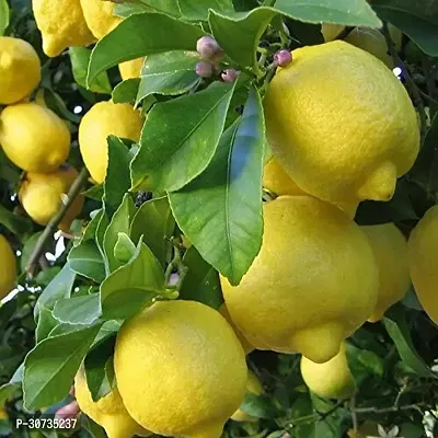 Ukanda Lemon Plant Live GANDHORAJ Lemon Plant Huge Production 1 Healthy Seedling Plant-thumb0