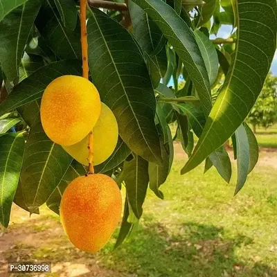 Ukanda Mango Plant Green live mango plant-thumb0