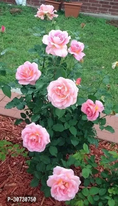 Ukanda Rose Plant Pink rose live plant-thumb0