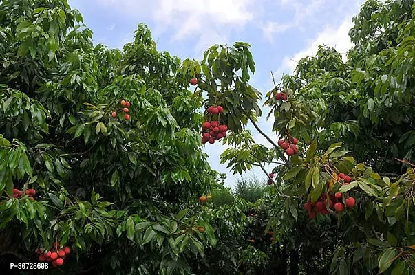 Ukanda Litchi Plant Litchi 106-thumb0