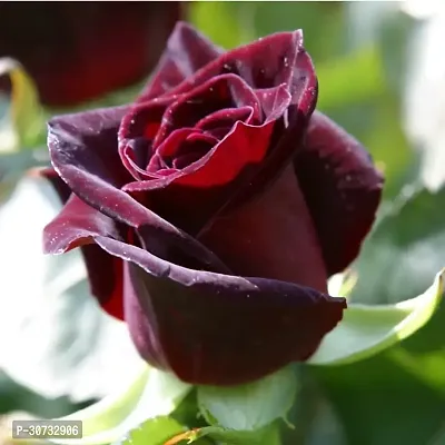 Ukanda Rose Plant VG- Dark Red Rose Plant-thumb0