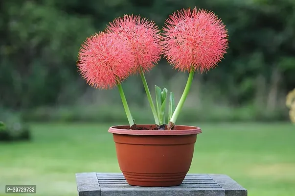 Ukanda Lily Plant Football lilyblood lilyball lilyblood flowerpowderpuff lily flower plant-thumb0