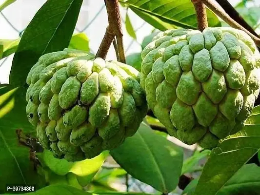 Ukanda Custard Apple Plant Rare Red Sugar-AppleSitafal Fruit Plant (Annona squamosa)Aata Fruit Plant 1 HealthyPlant.-thumb2