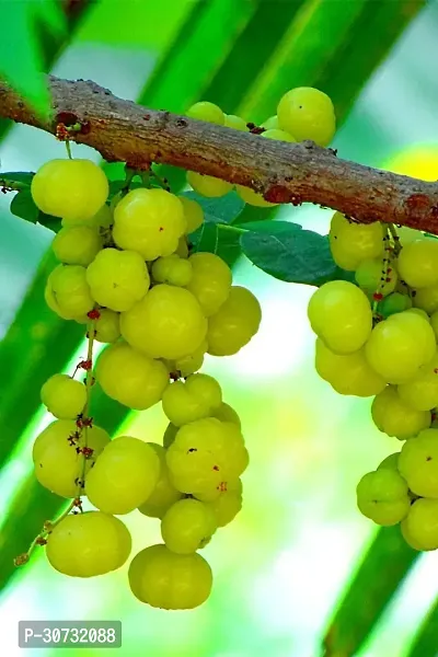 Ukanda Amla Plant Amla