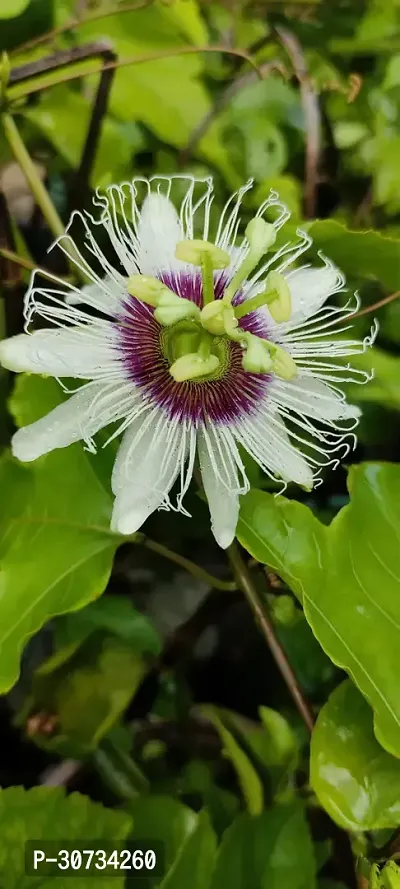 Ukanda Passion Plant Passion live plant-thumb2