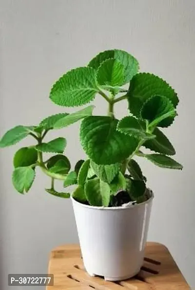 Ukanda Ajwain Plant Ajwine Plant With White Pot-thumb0