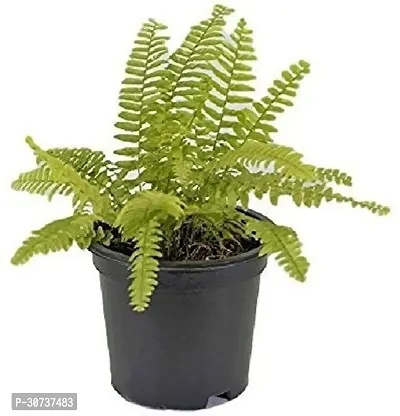 Ukanda Fern Plant Golden Fern Plant-thumb0