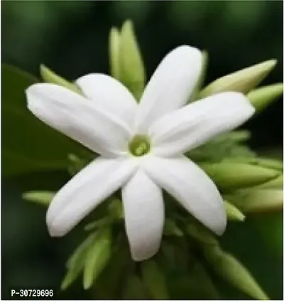 Ukanda Night Bloom Jasmine Plant Chameli Plant Live Plant 1 Healthy Live Plant With Plastic Bagss-thumb0