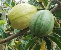 Ukanda Guava Plant GUAVA PLANT GRAFTED VARIEGATED-thumb1