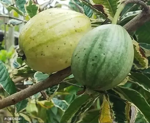 Ukanda Guava Plant GUAVA PLANT GRAFTED VARIEGATED-thumb2