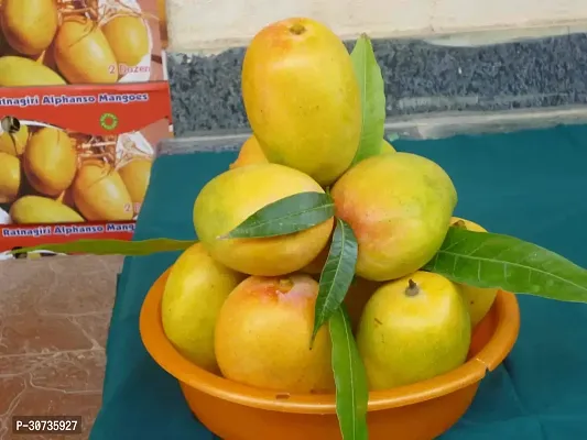 Ukanda Mango Plant KESAR MANGO PLANT-20-thumb0