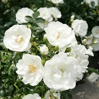 Ukanda Rose Plant Beautiful gardening flora rose plant with pot color white.-thumb1