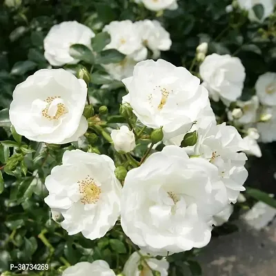 Ukanda Rose Plant Beautiful gardening flora rose plant with pot color white.-thumb2