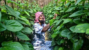 Ukanda Betel Leaf Plant Betel LeafPan Live Plant Pack of 3 CF03-thumb1