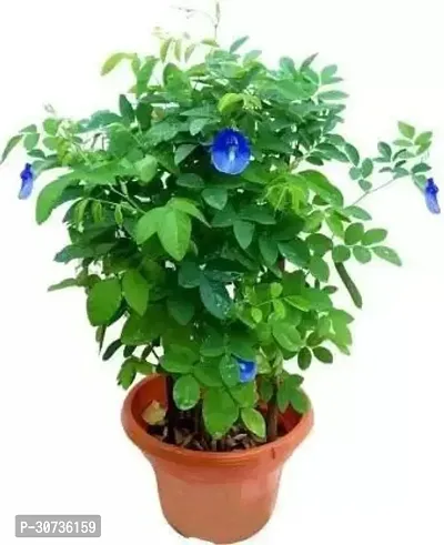 Ukanda Aparajita Butterfly Pea Plant Blue Aparajita Double FloweringButterfly Pea Flower Plant - 1 Live Plant CF27-thumb0