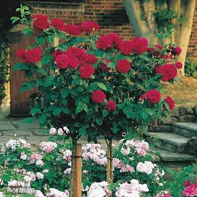 Ukanda Rose Plant OSE40