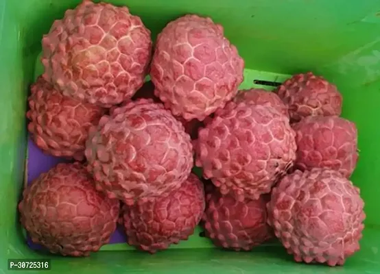 Ukanda Custard Apple Plant Custard Apple Plant-4-thumb0