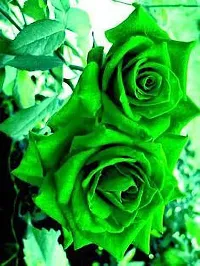 Ukanda Rose Plant Green Rose Plant 01.-thumb1