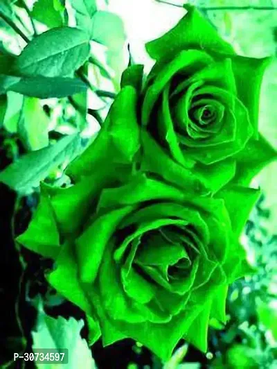 Ukanda Rose Plant Green Rose Plant 01.-thumb2