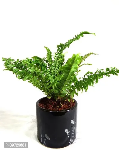 Ukanda Fern Plant modfern99-thumb0