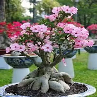 Ukanda Adenium Plant Polyantha Adenium Plant-thumb0