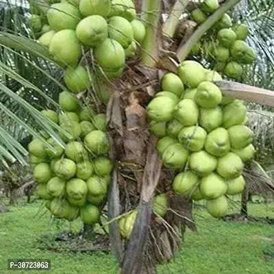 Ukanda Coconut Plant Coconut Plant (08)-thumb0