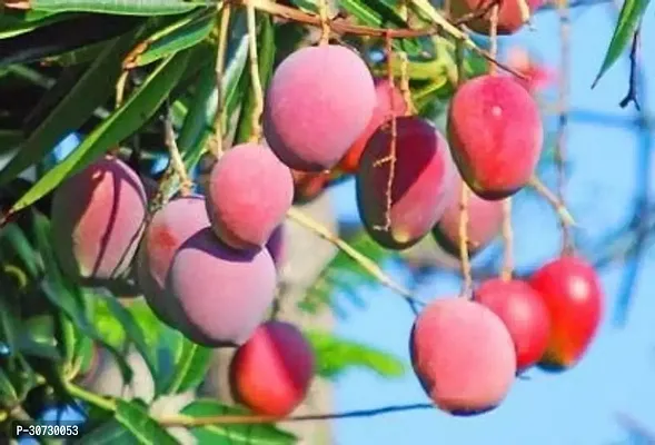 Ukanda Mango Plant Japanese Miyazaki-thumb3