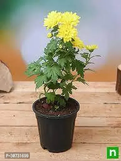 Ukanda Chrysanthemums Guldavari Plant CHANDRAMALLIKA PLANT GGF-thumb0