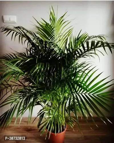 Ukanda Areca Palm Areca Palm Plant B13-thumb0