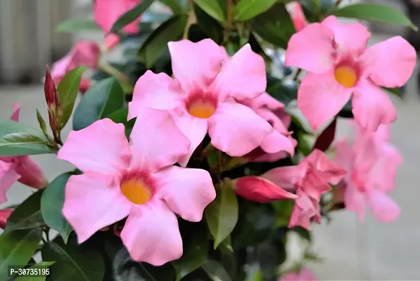 Ukanda Mandevilla Plant mq1-thumb0