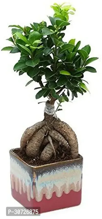 Ukanda Ficus Bonsai Plant GHBN15-thumb0